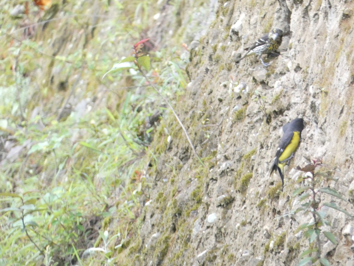 Spot-winged Grosbeak - ML638891441