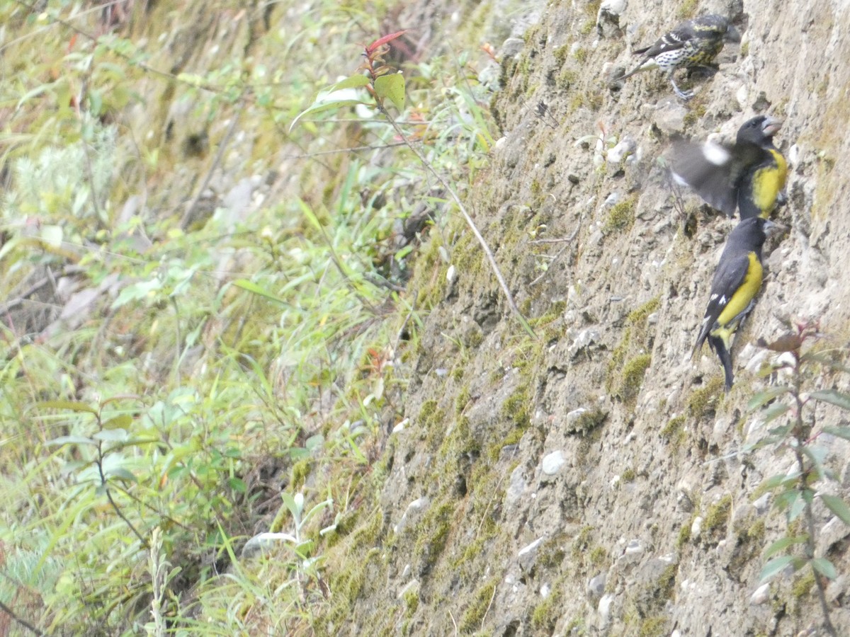 Spot-winged Grosbeak - ML638891442