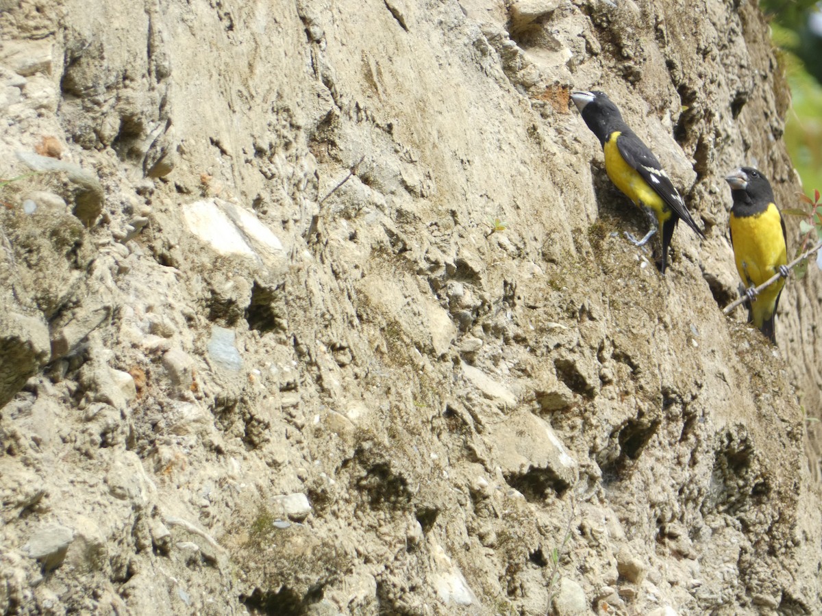 Spot-winged Grosbeak - ML638891445