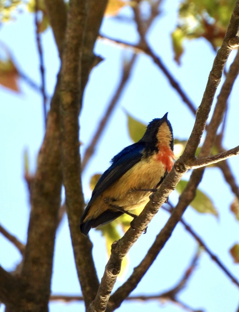 Fire-breasted Flowerpecker - ML638891456