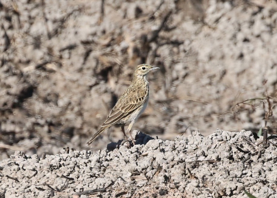 Australian Pipit - ML638891486