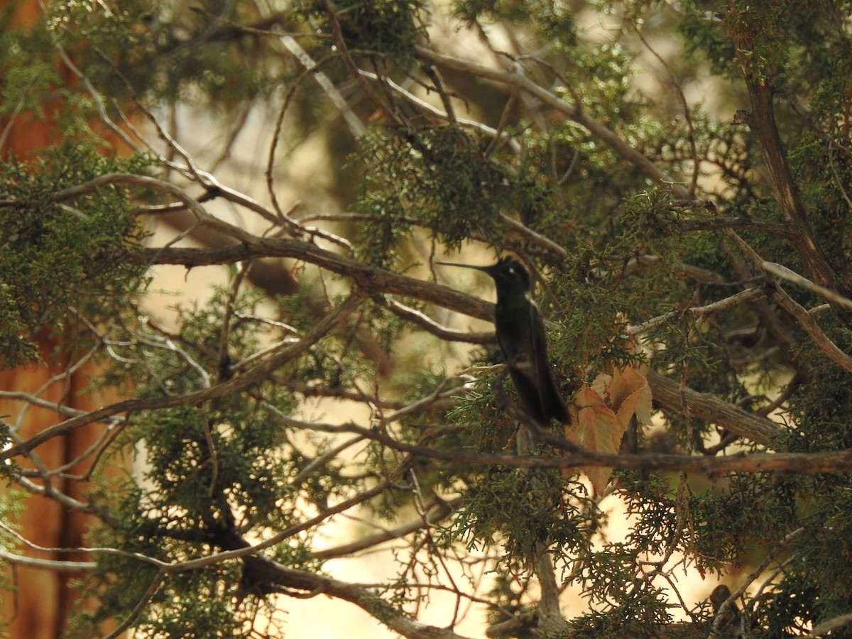Rivoli's Hummingbird - ML638891495