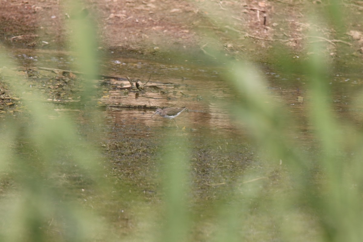 Green Sandpiper - ML638891541