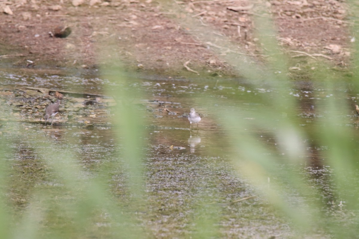 Green Sandpiper - ML638891542