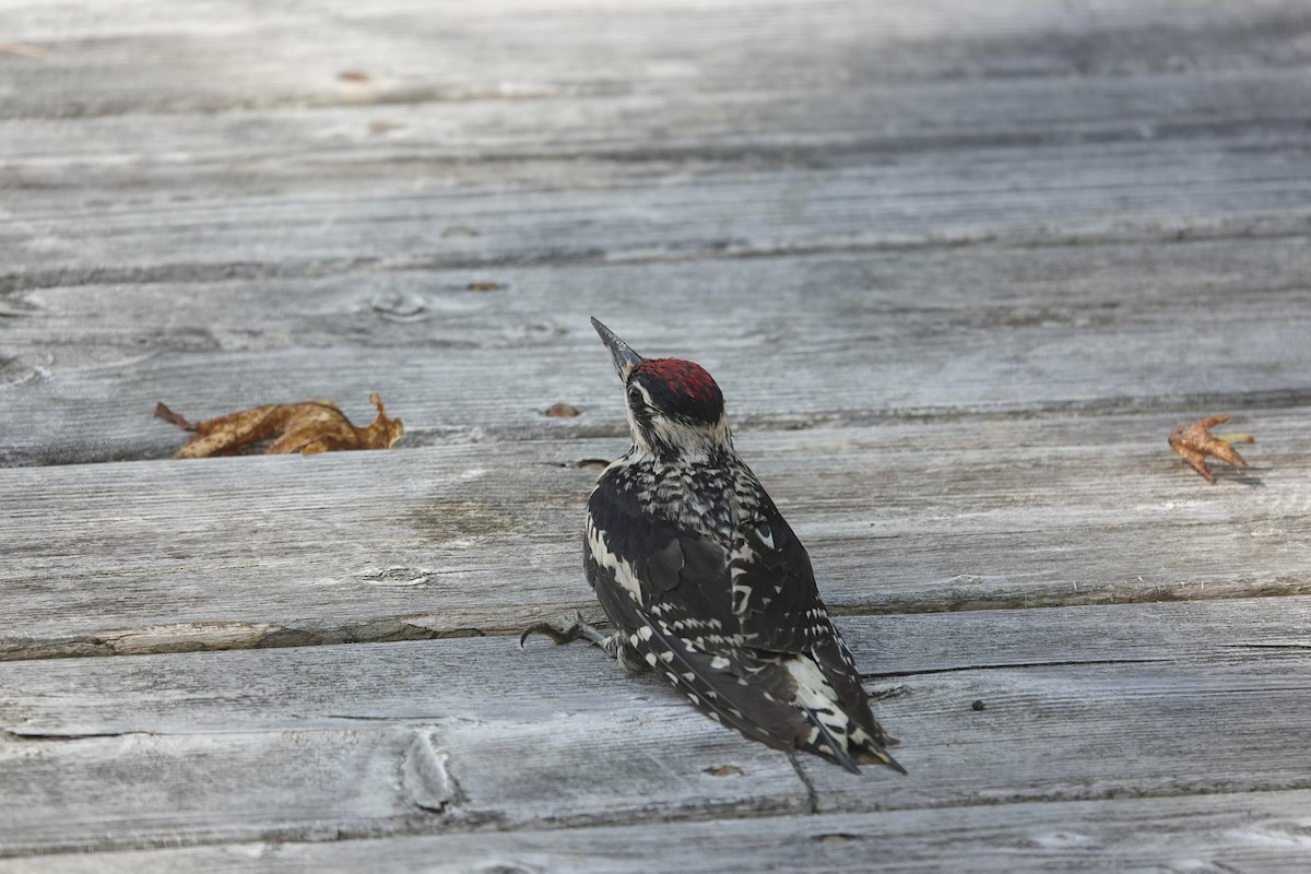Yellow-bellied Sapsucker - ML638891556