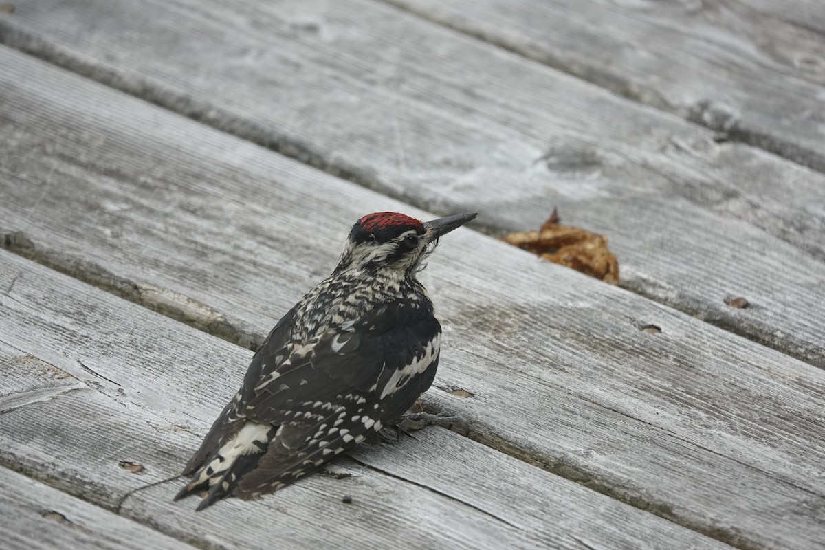 Yellow-bellied Sapsucker - ML638891557