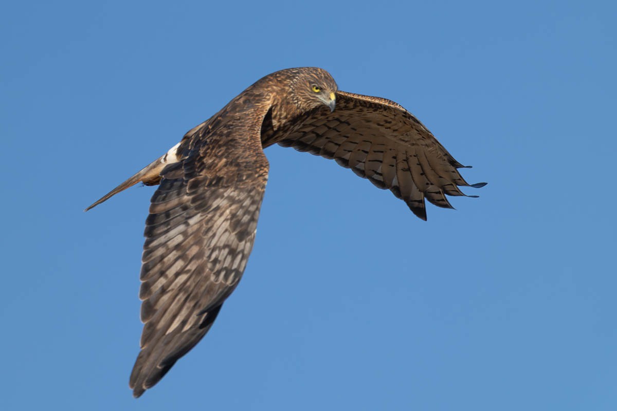 Swamp Harrier - ML638891559