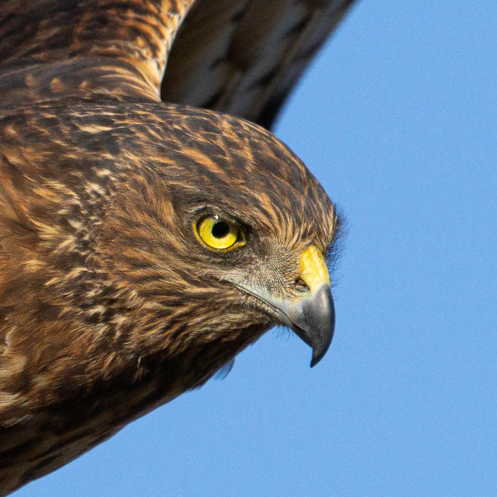 Swamp Harrier - ML638891560