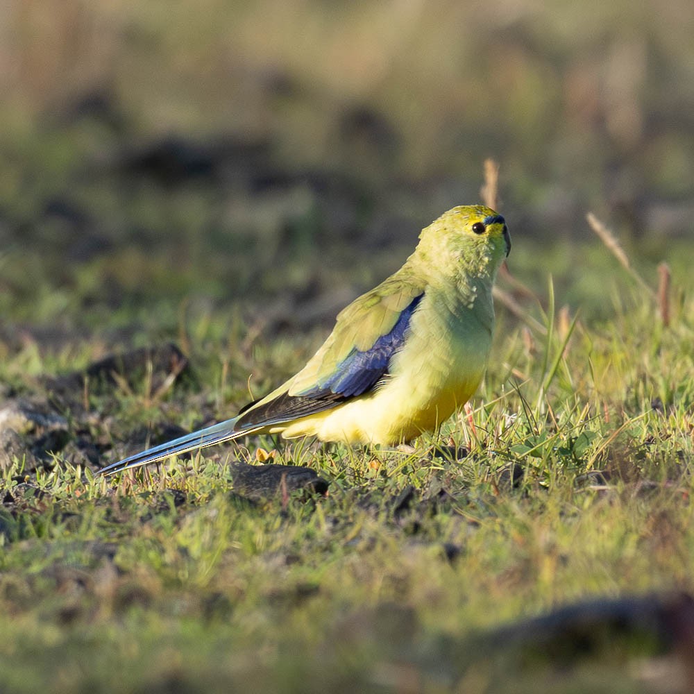 Blue-winged Parrot - ML638891561