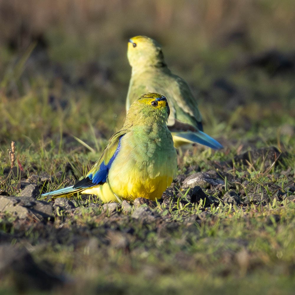 Blue-winged Parrot - ML638891562