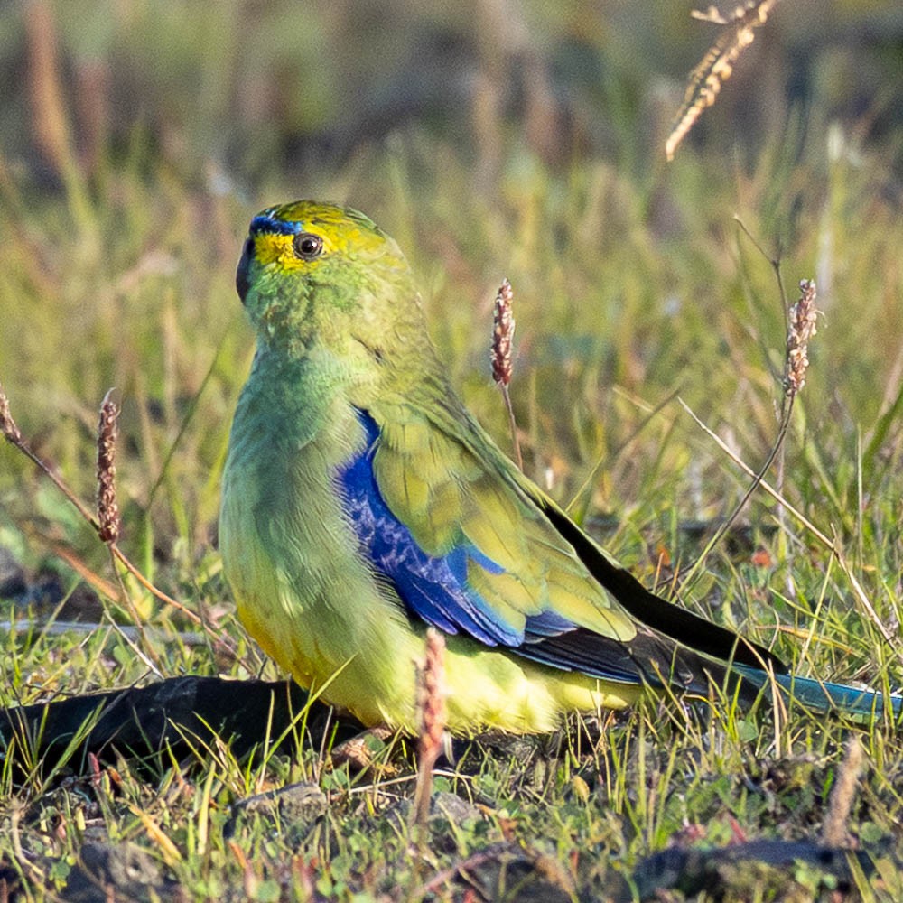 Blue-winged Parrot - ML638891563
