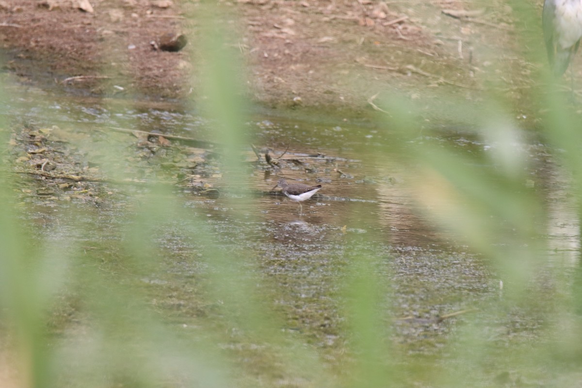 Green Sandpiper - ML638891565