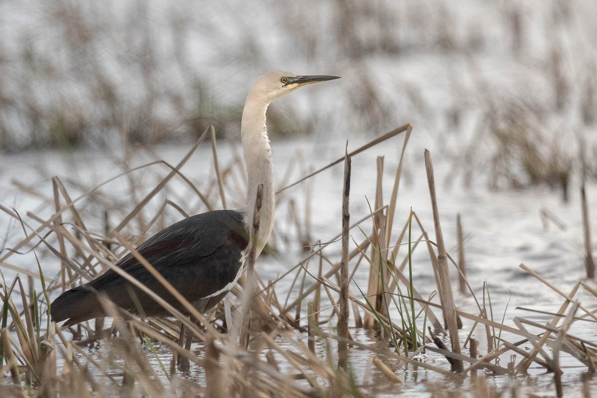 Pacific Heron - ML638891585