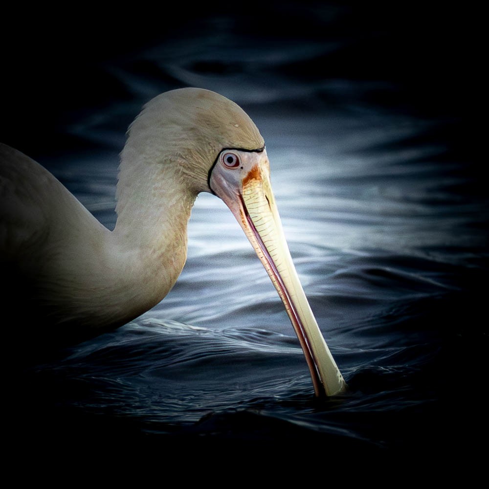 Yellow-billed Spoonbill - ML638891587