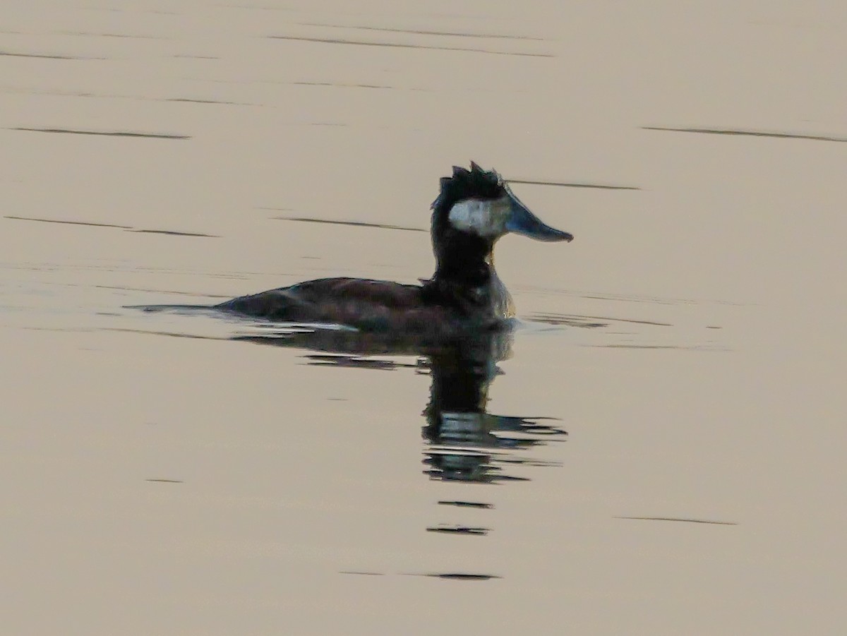 Ruddy Duck - ML638891594