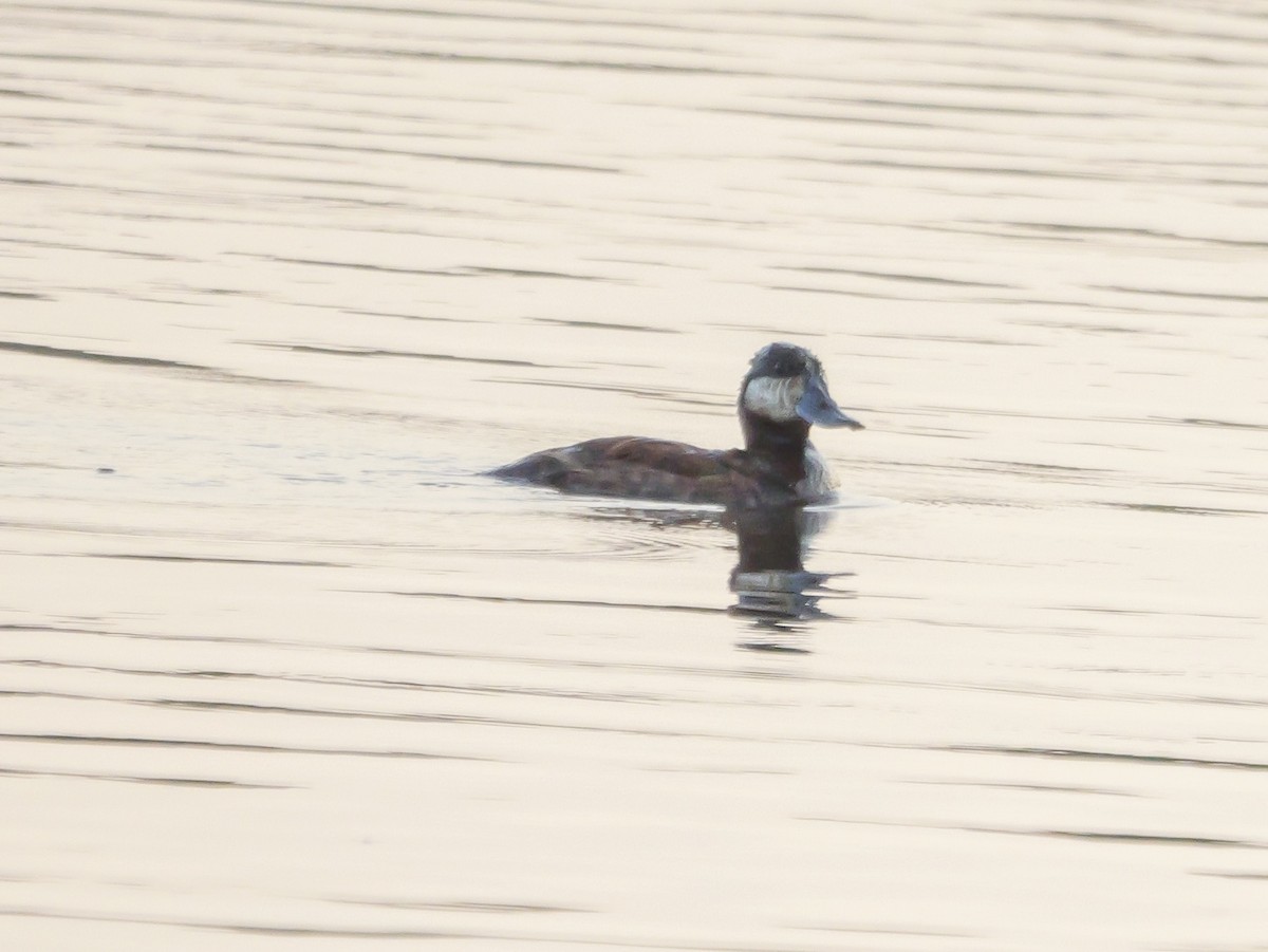 Ruddy Duck - ML638891595