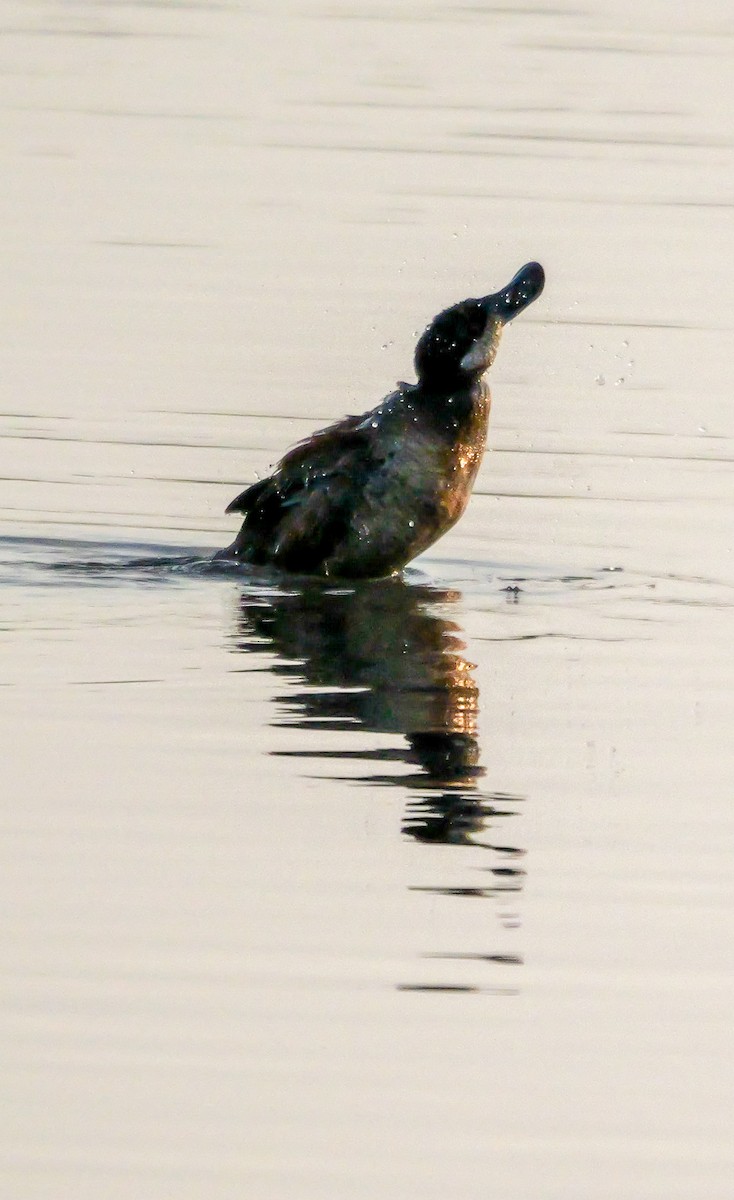 Ruddy Duck - ML638891596