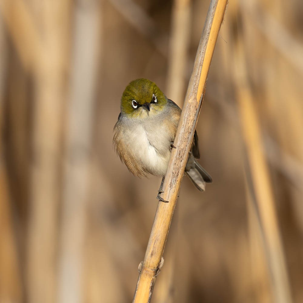 Silvereye - ML638891601