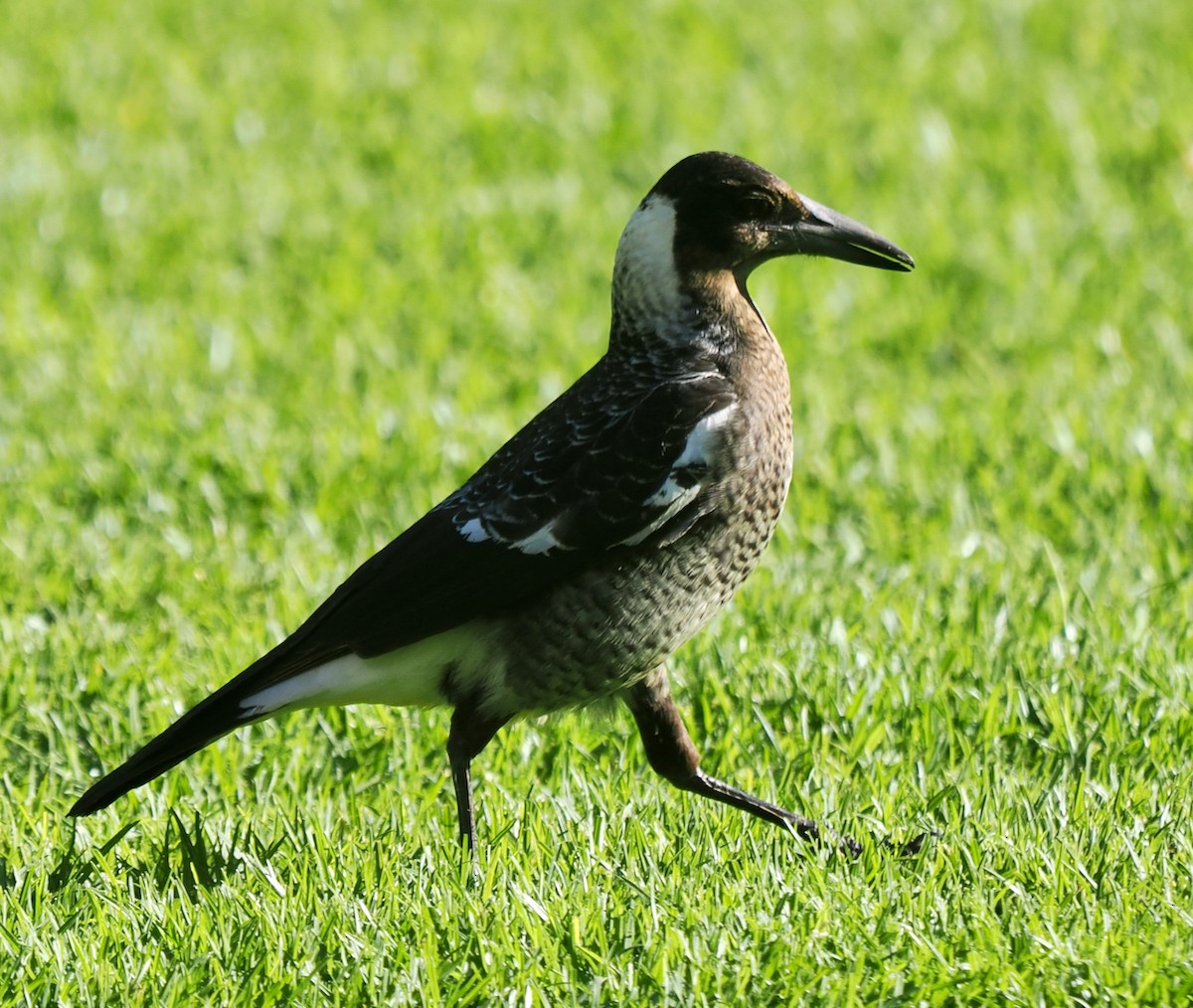 Australian Magpie (Western) - ML638891667