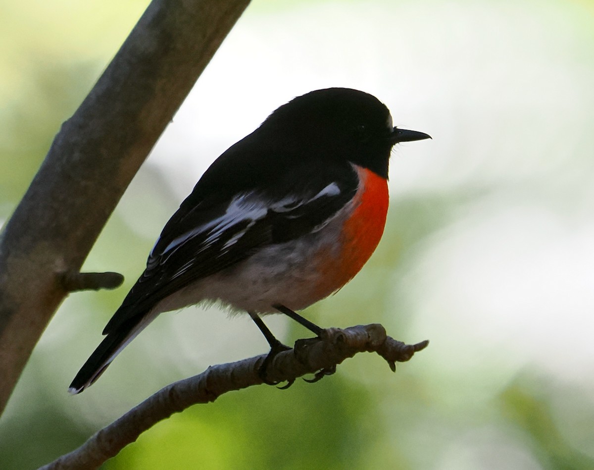 Scarlet Robin (Campbell's) - ML638891684