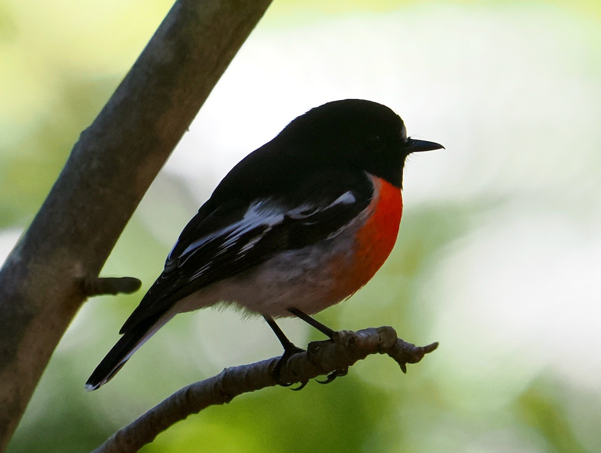 Scarlet Robin (Campbell's) - ML638891703