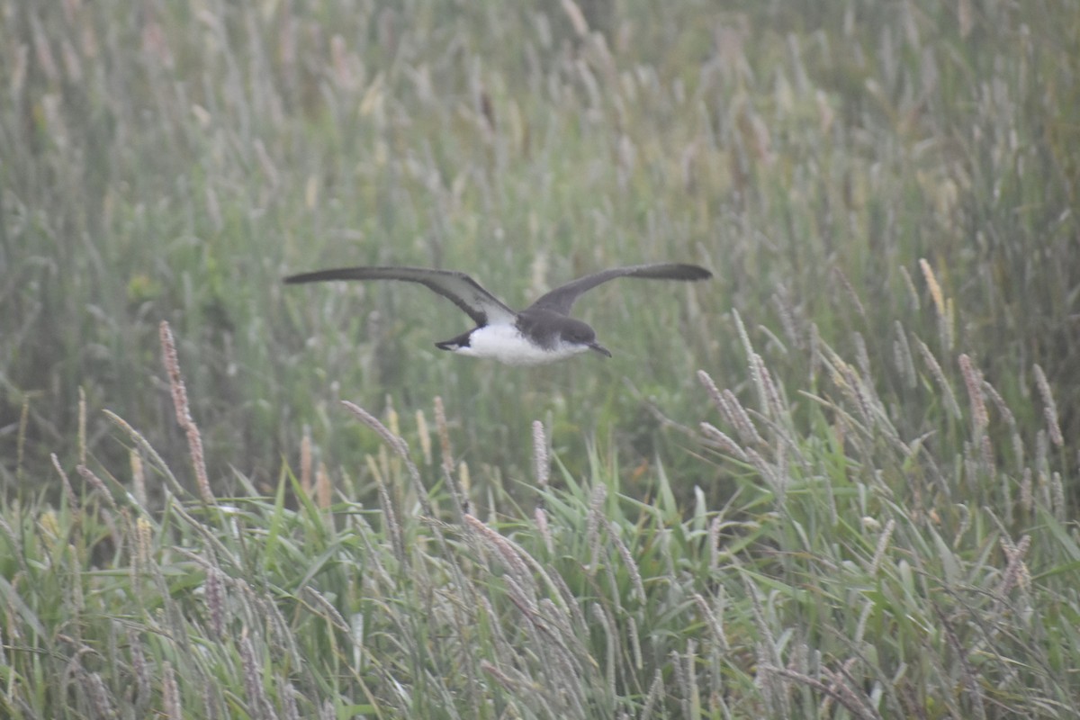 Manx Shearwater - ML638891824