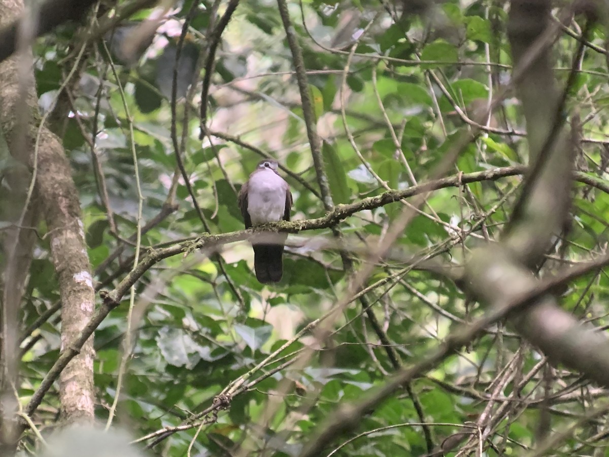 Palomita Tamborilera - ML638891840