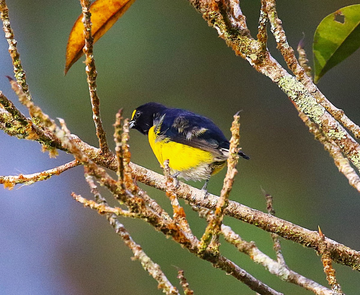White-vented Euphonia - ML638891841