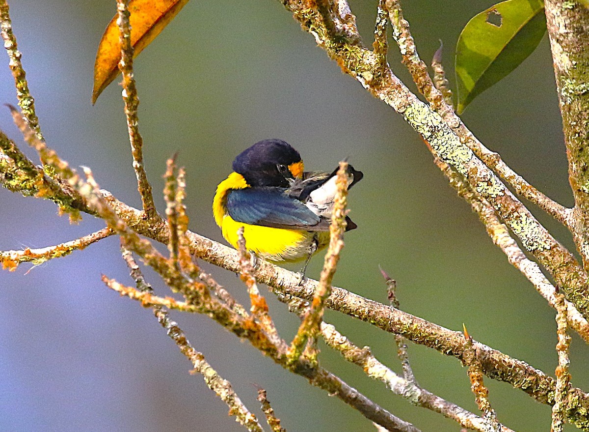 White-vented Euphonia - ML638891842
