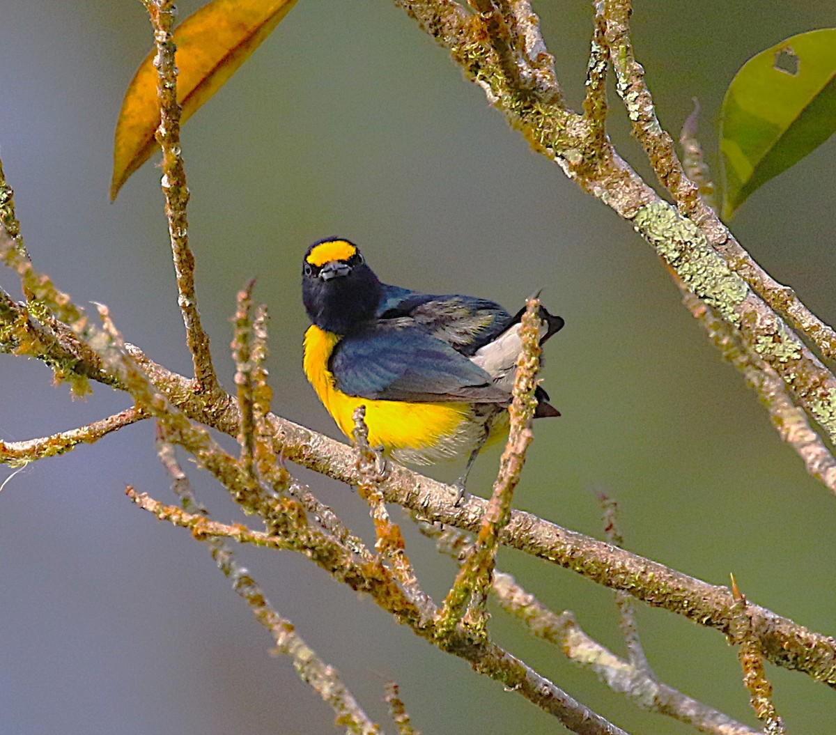 White-vented Euphonia - ML638891844