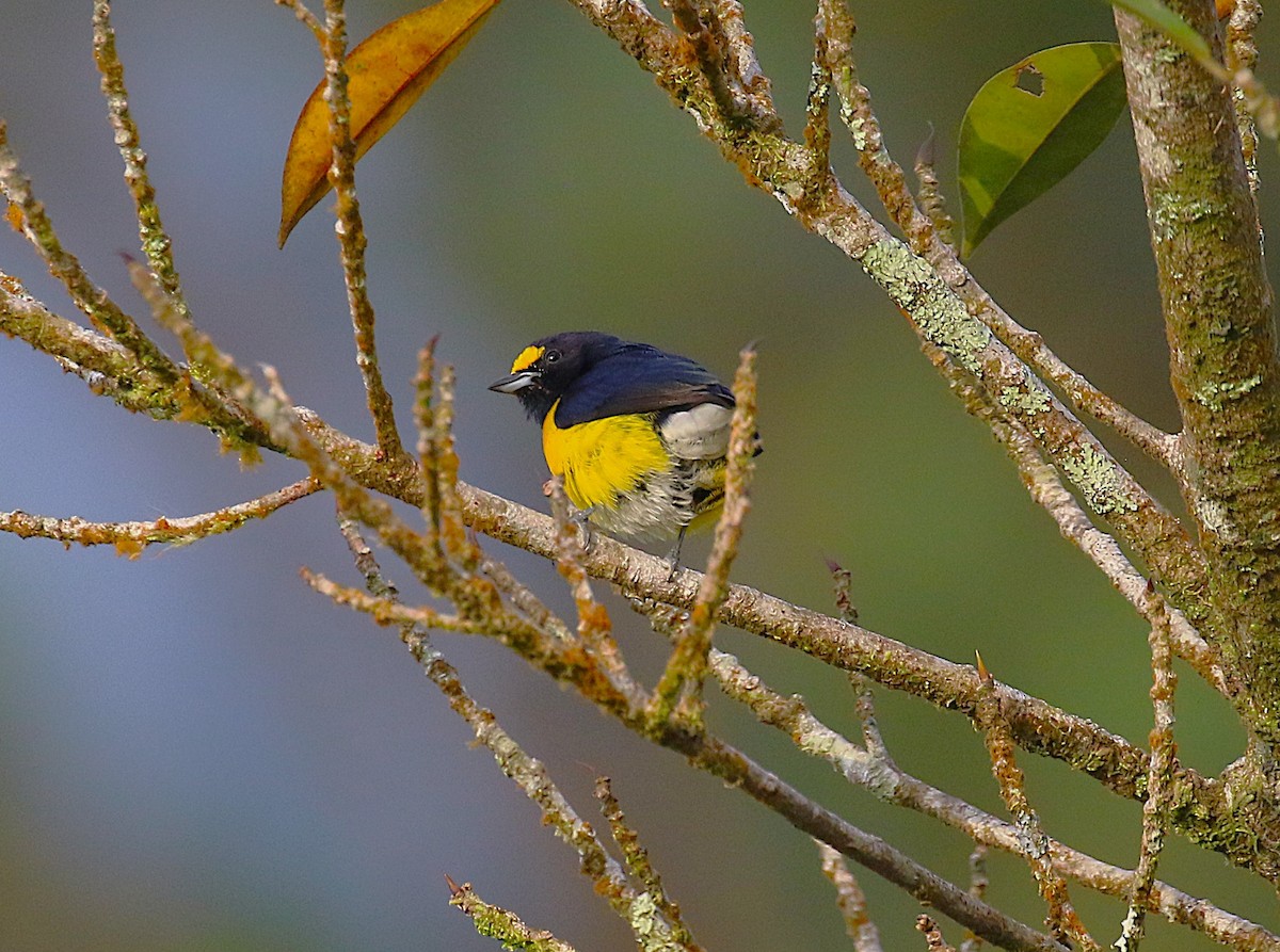 White-vented Euphonia - ML638891846