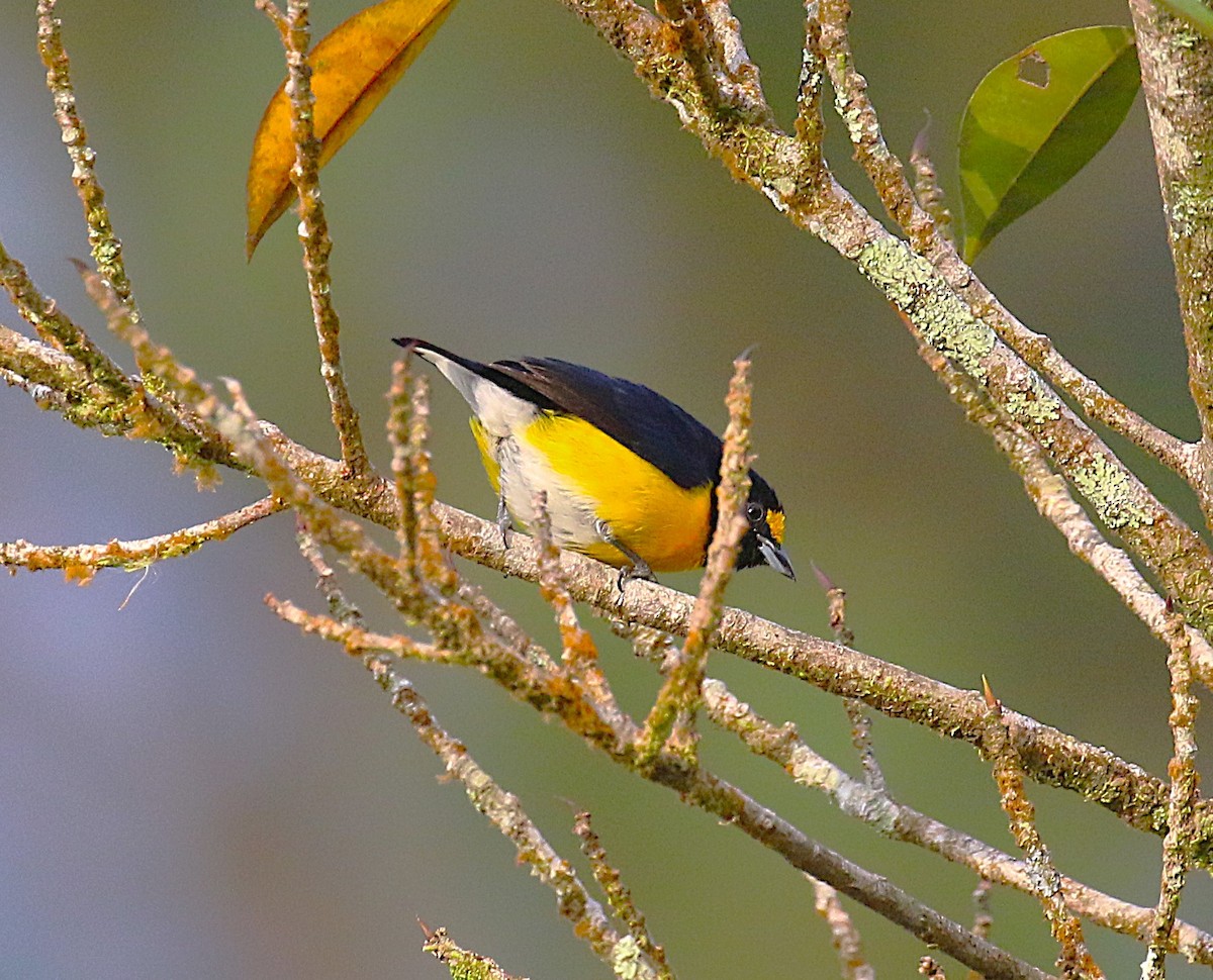 White-vented Euphonia - ML638891847