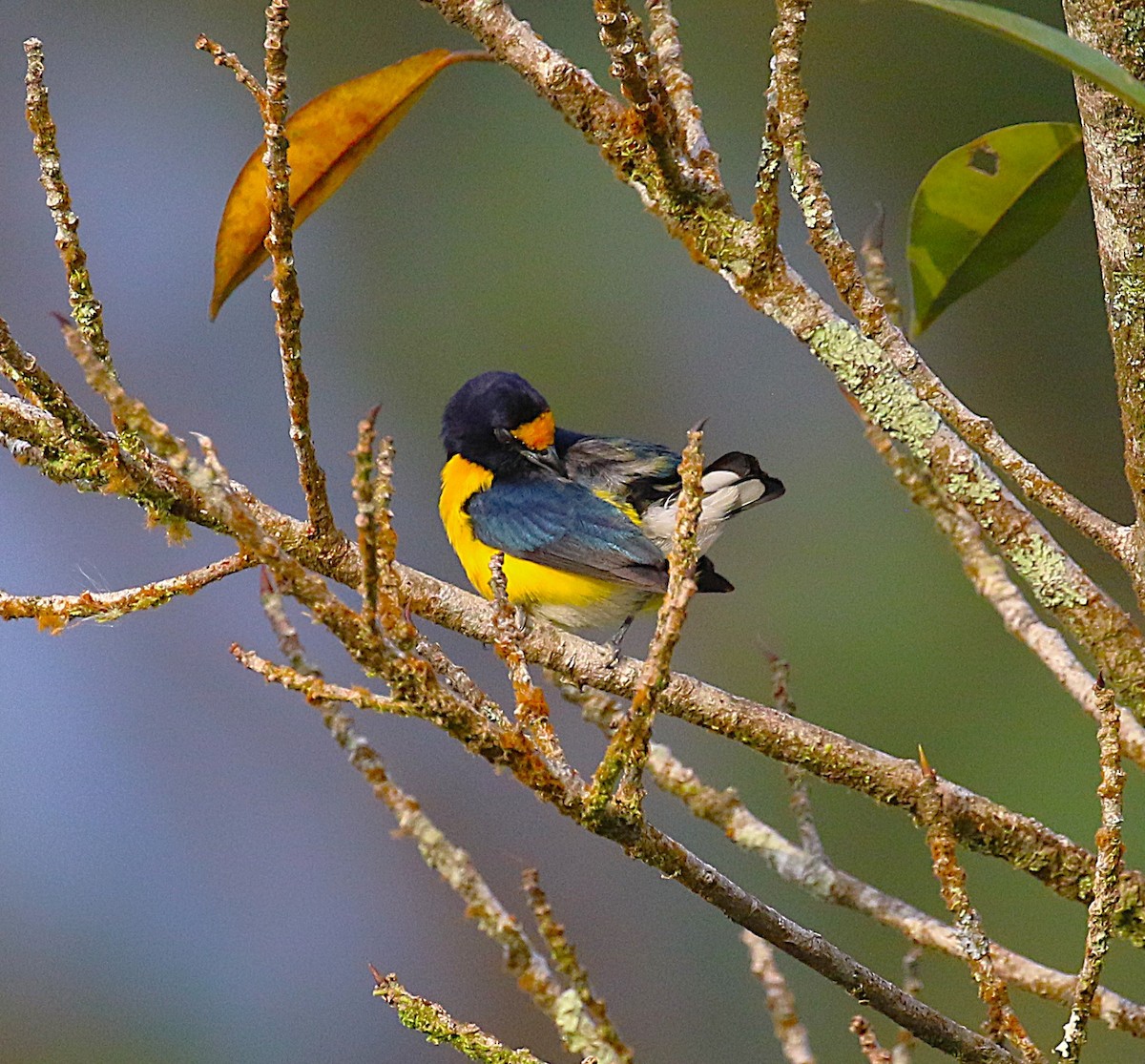 White-vented Euphonia - ML638891848