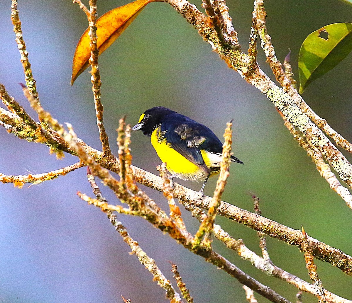 White-vented Euphonia - ML638891849