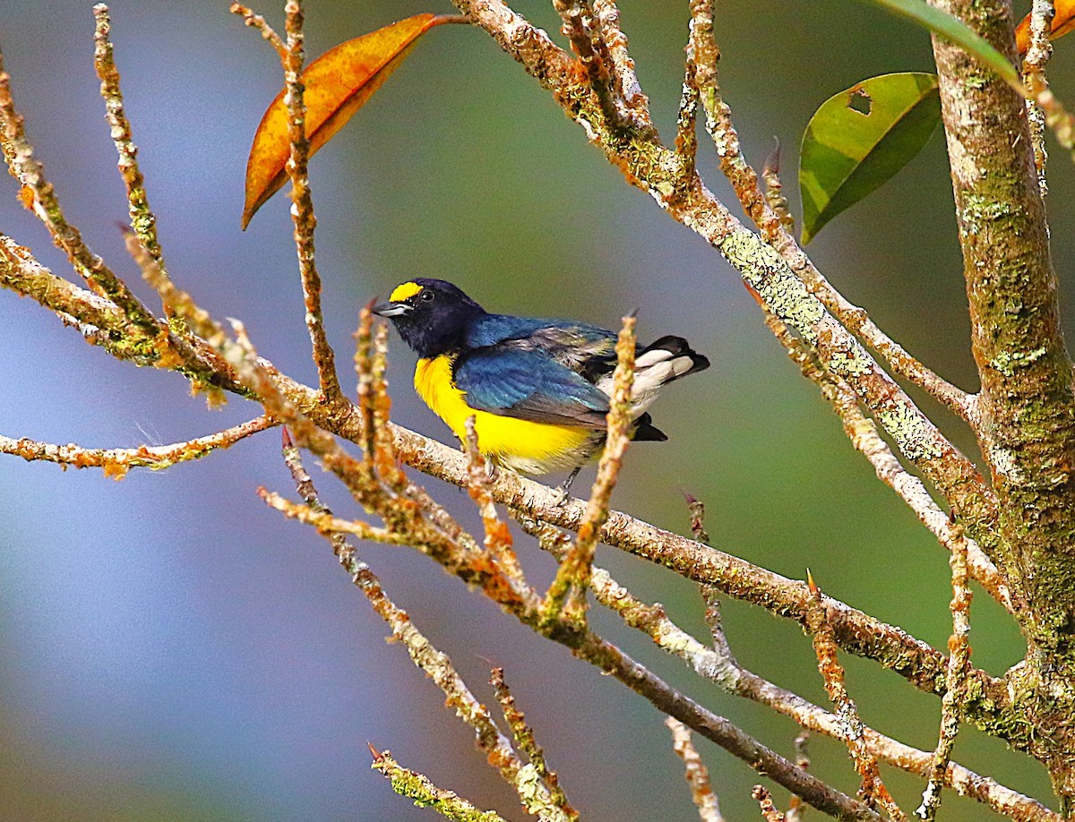 White-vented Euphonia - ML638891850