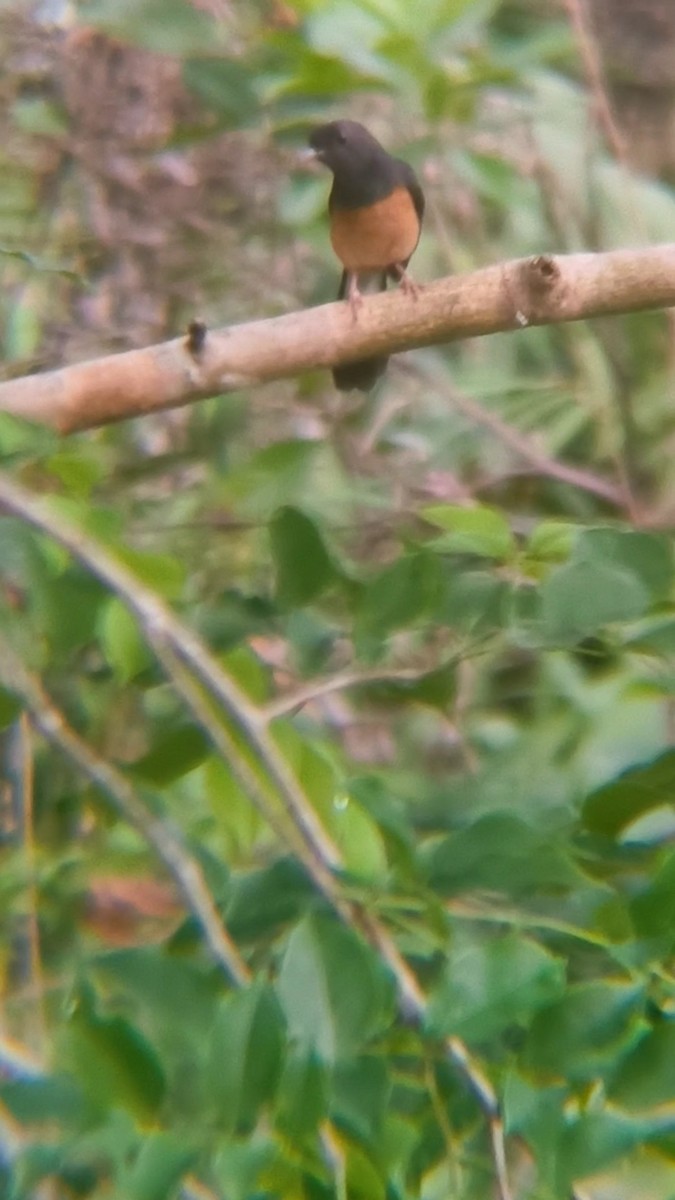 White-rumped Shama - ML638891885