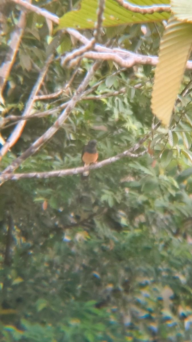 White-rumped Shama - ML638891886
