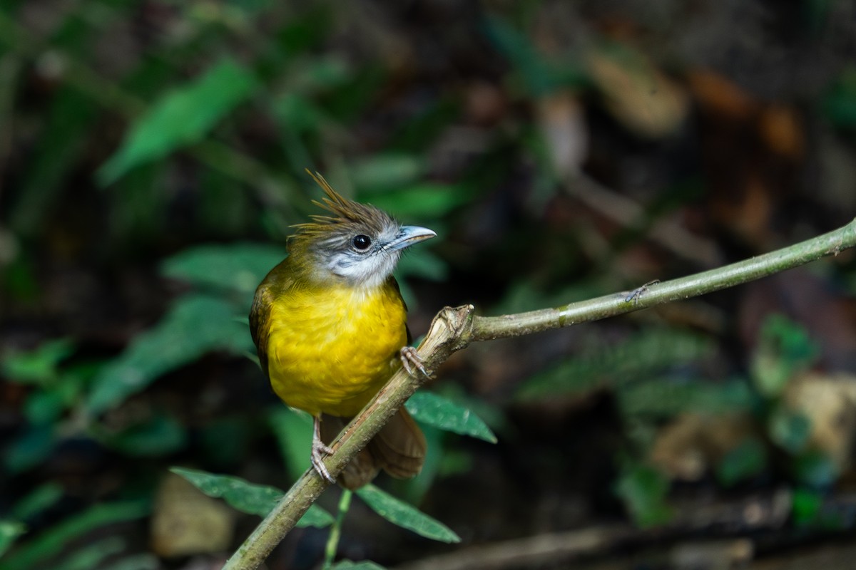 White-throated Bulbul - ML638891890