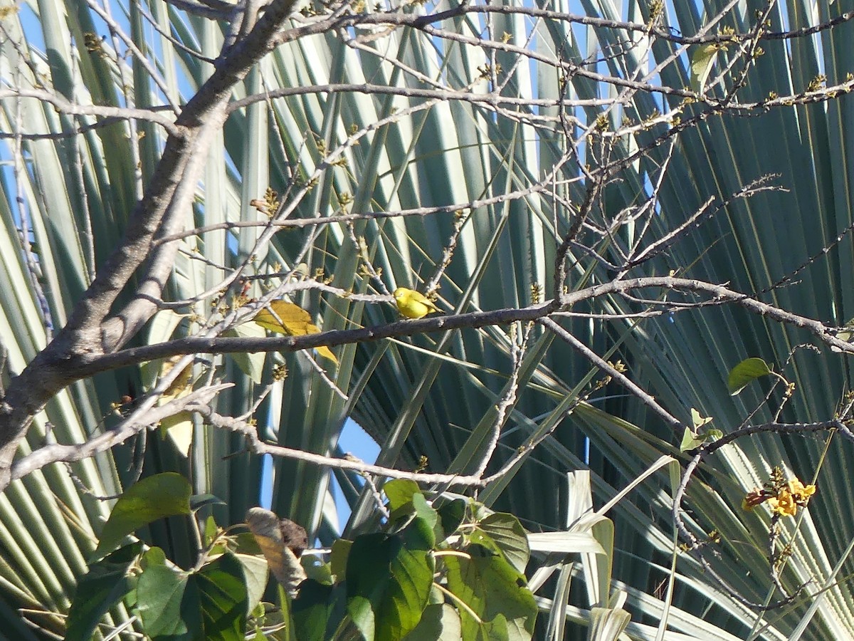 Southern Yellow White-eye - ML638891933