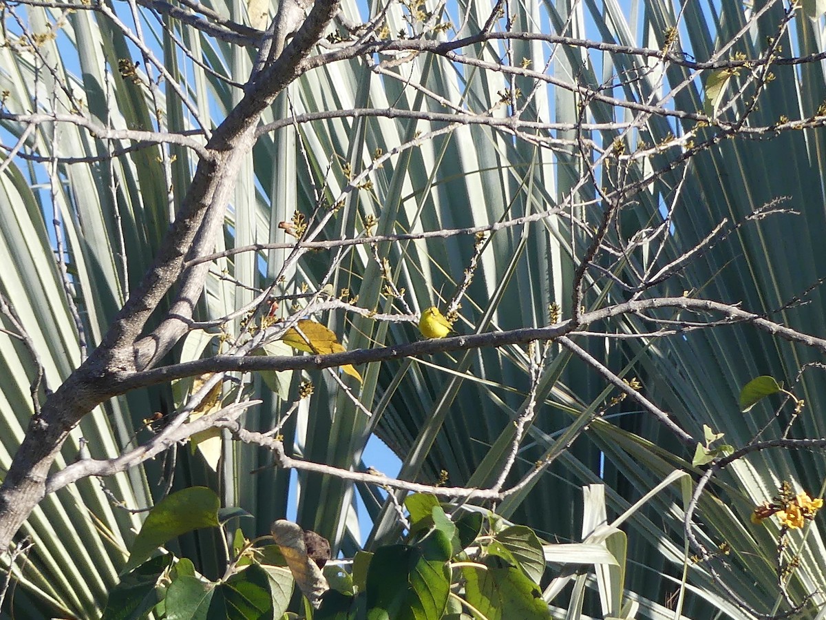 Southern Yellow White-eye - ML638891934