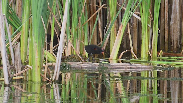 Common Gallinule - ML638891939