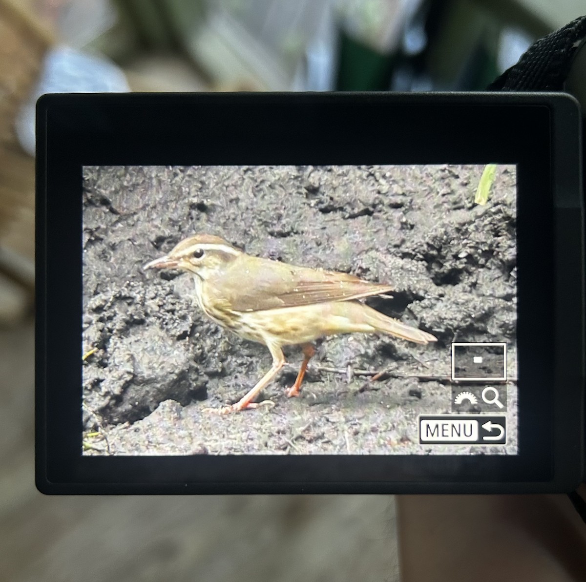 Louisiana Waterthrush - ML638892046