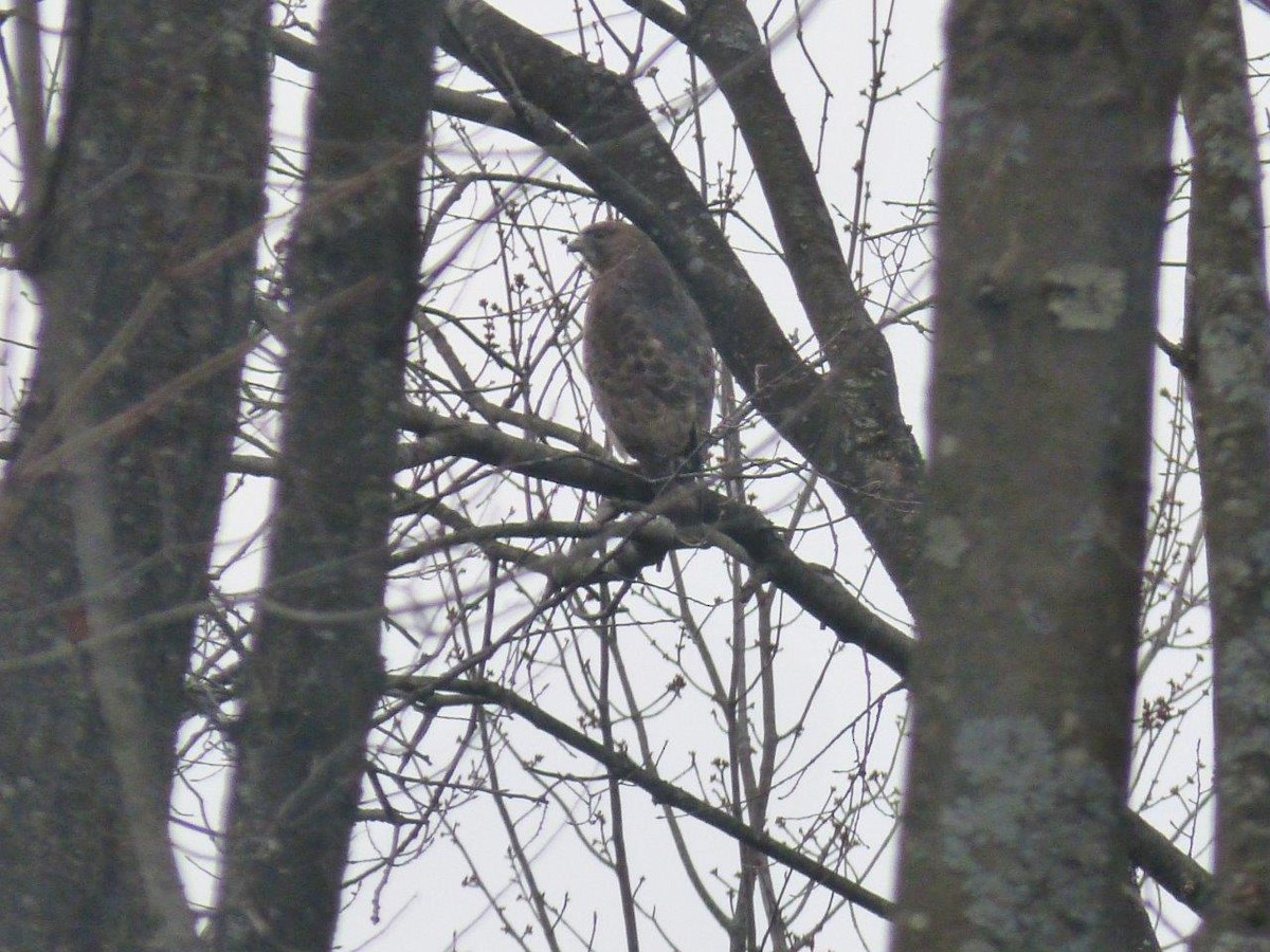 Broad-winged Hawk - ML638892129
