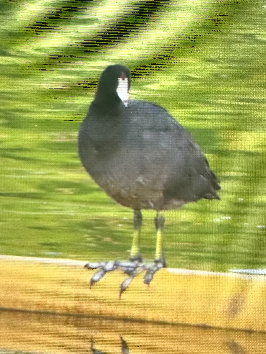 American Coot - ML638892167