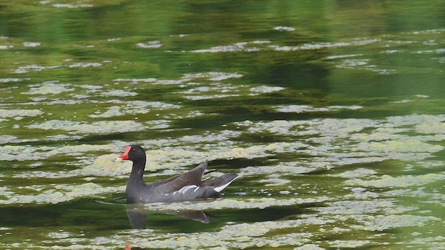 Common Gallinule - ML638892192