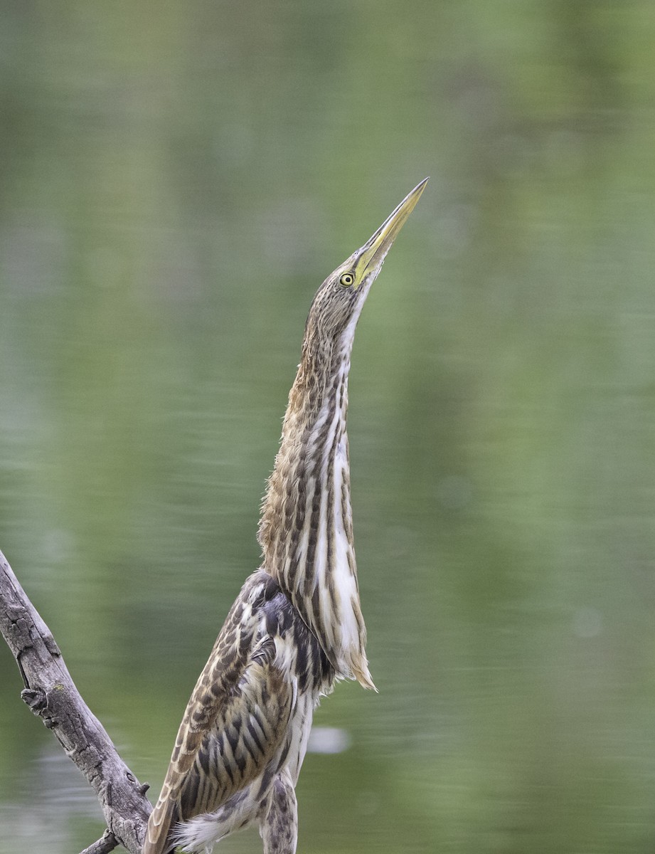 Little Bittern - ML638892224