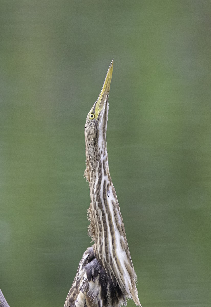 Little Bittern - ML638892226