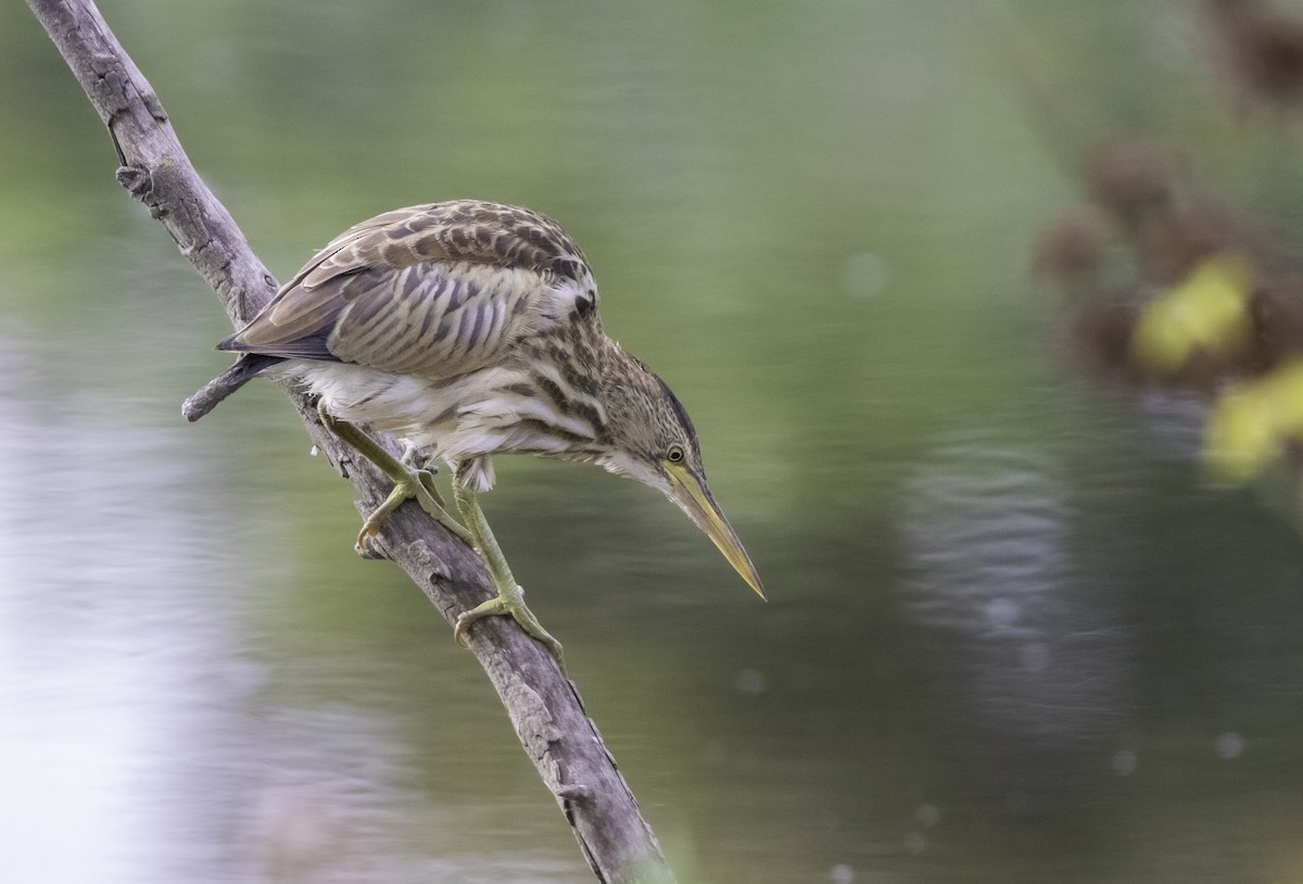 Little Bittern - ML638892227