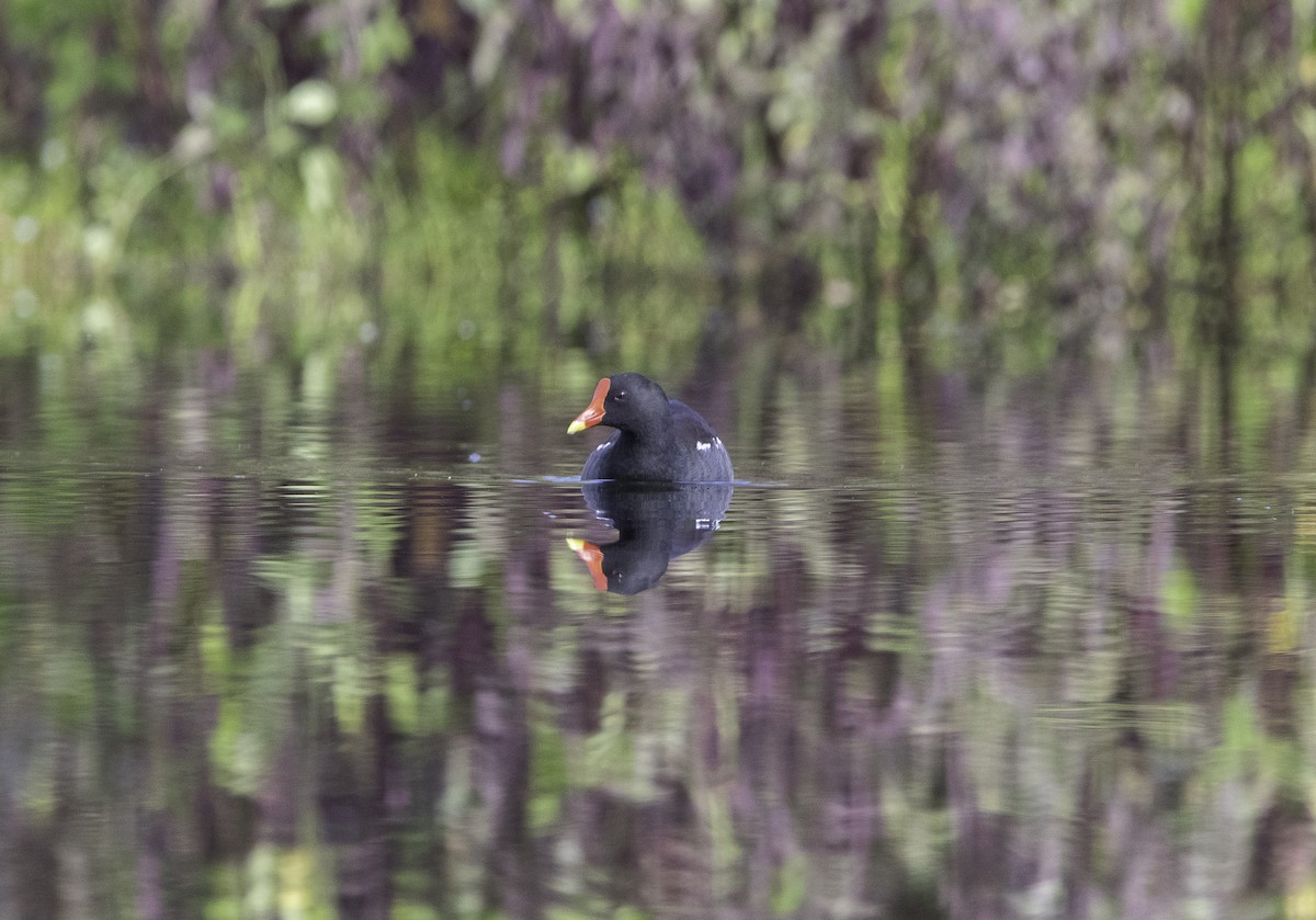 Eurasian Moorhen - ML638892232