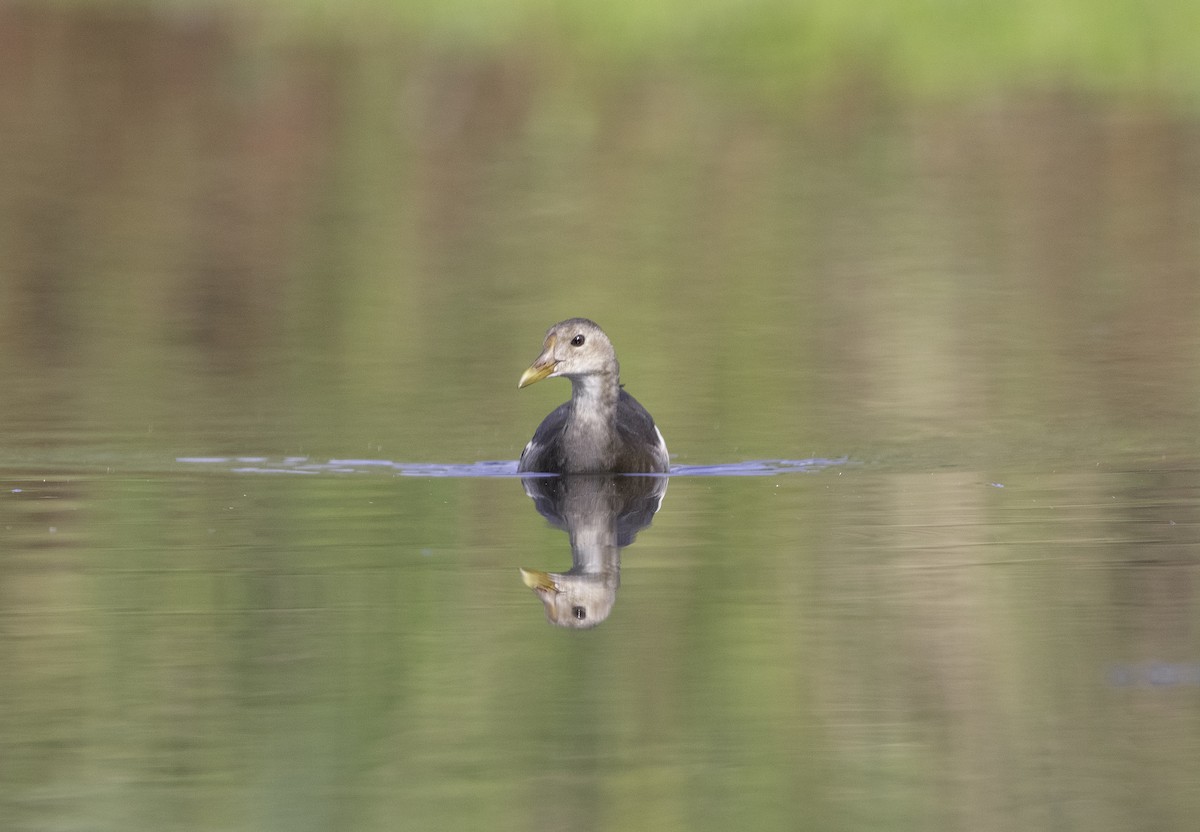 Eurasian Moorhen - ML638892233